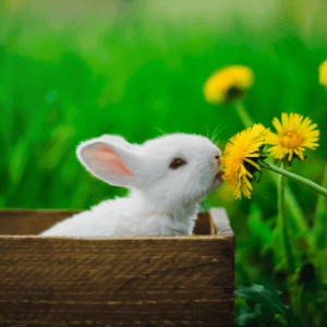 うさぎ